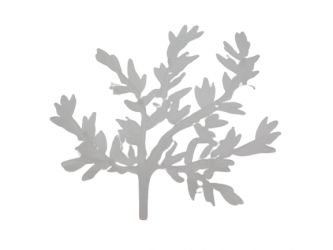 Ast Blätter Geäst Baum