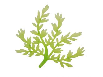 Ast