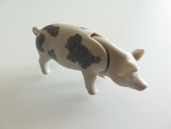 Schwein Schwein