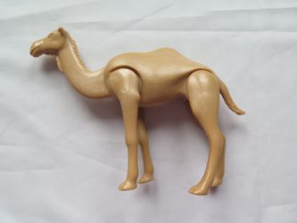 Camel